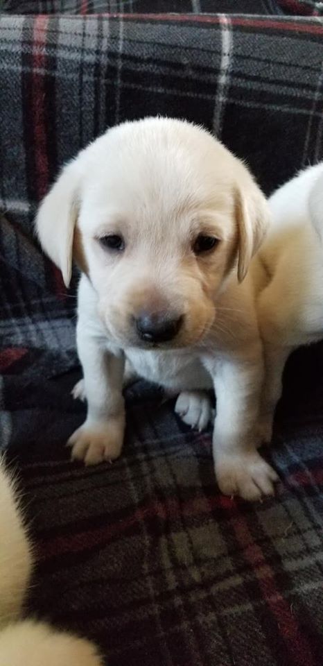 Our Labrador Retriever Puppies for Sale - C & K Labs - Grove City, MN
